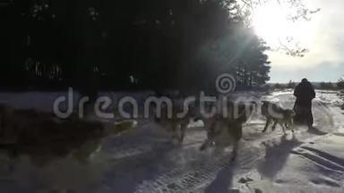 西伯利亚哈士奇在狗队。 在森林里奔跑。 与西伯利亚哈士奇狗队一起乘坐雪橇。